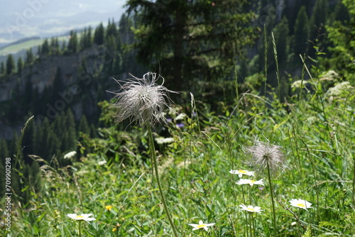 Alpenanemone, Pulsatilla alpina, malerischer Fruchtstand, im Allgäu 