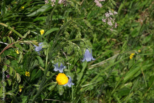 Bärtige Glockenblume, Campanula barbata, auf Bergwiese