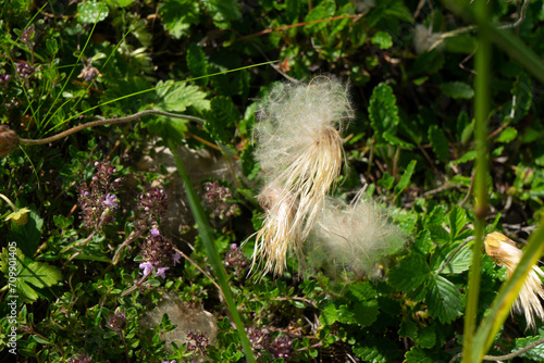 Silberwurz, Dryas octopetala, malerischer Fruchtstand, im Allgäu 