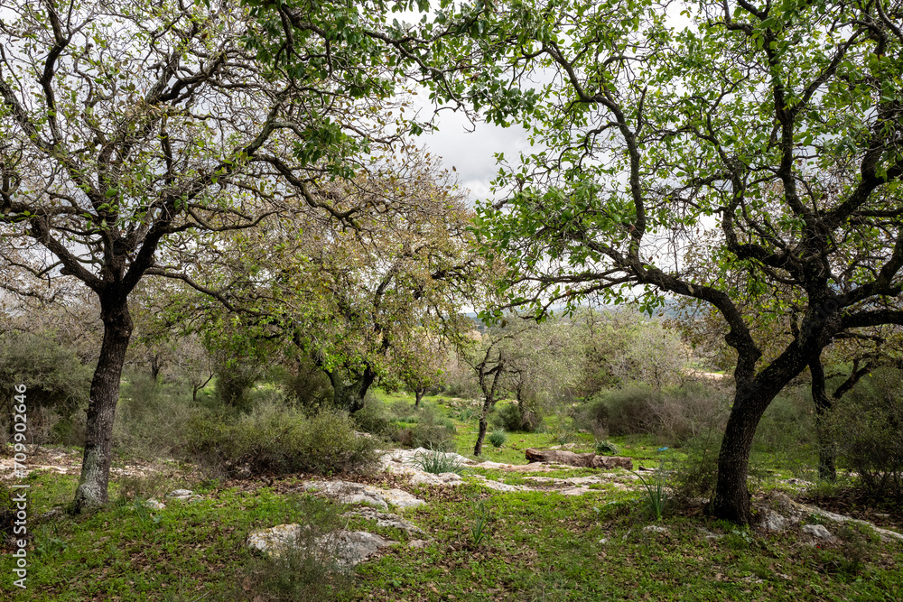 tree in the field, Oak forest near Alonim, Israel tree in the field, Oak forest near Alonim, Israel