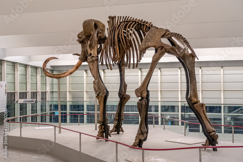 View from behind of the fossilized woolly mammoth skeleton with its large tusks. Museum of Human Evolution, Burgos, Castilla y León, Spain.