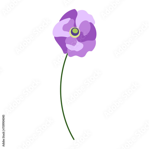 Orchid funk flower isolated on white background