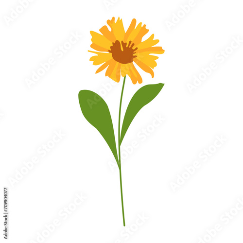 yellow flower isolated on white background