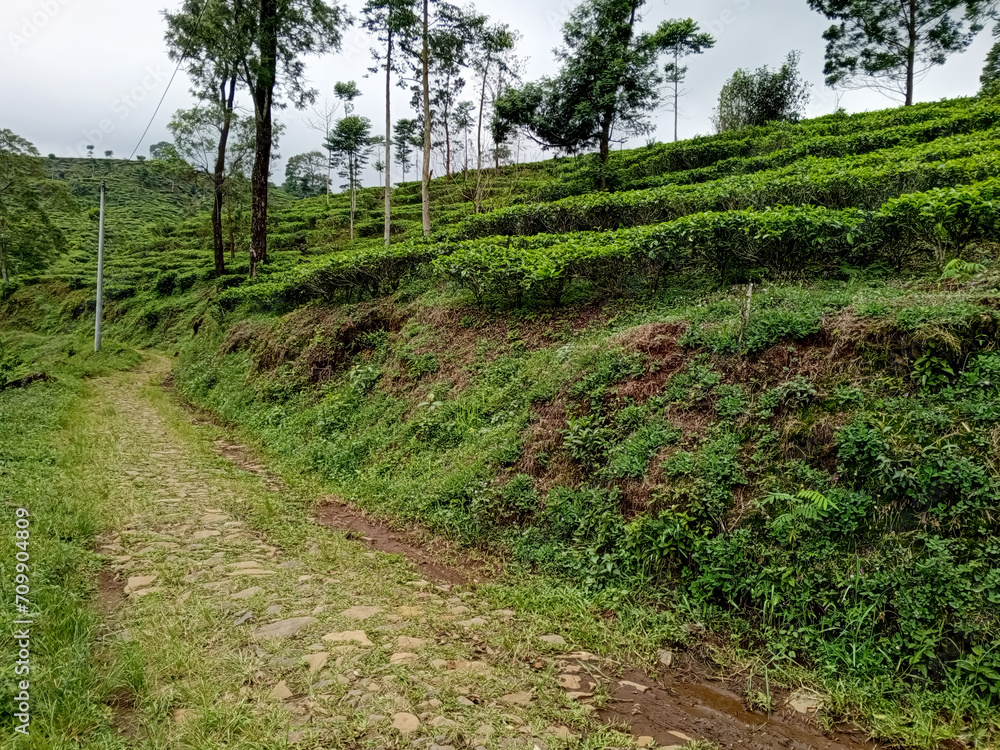 footpath in the tea plantation valley area in tropical climate footpath in the tea plantation valley area in tropical climate