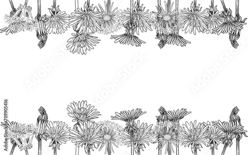Dandelion flower bouquet hand drawn sketch for drawing book vector illustration isolated on white background