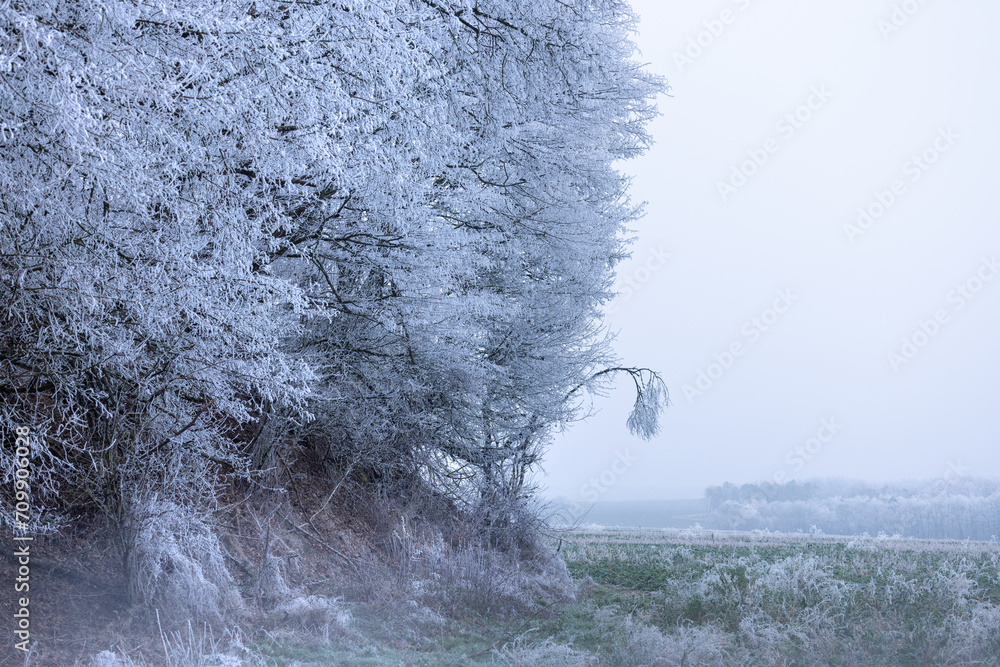 image montrant la campagne en hiver avec les arbres gelés tout blancs