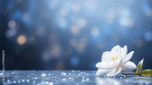 White gardenia flower on isolated bokeh background with copy space for text placement photo