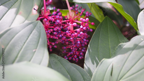 Clusters of violet red Medinilla speciosa between large pale green leaves photo