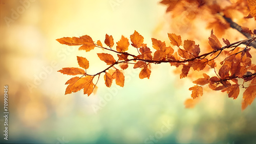  a branch with a blurred background  