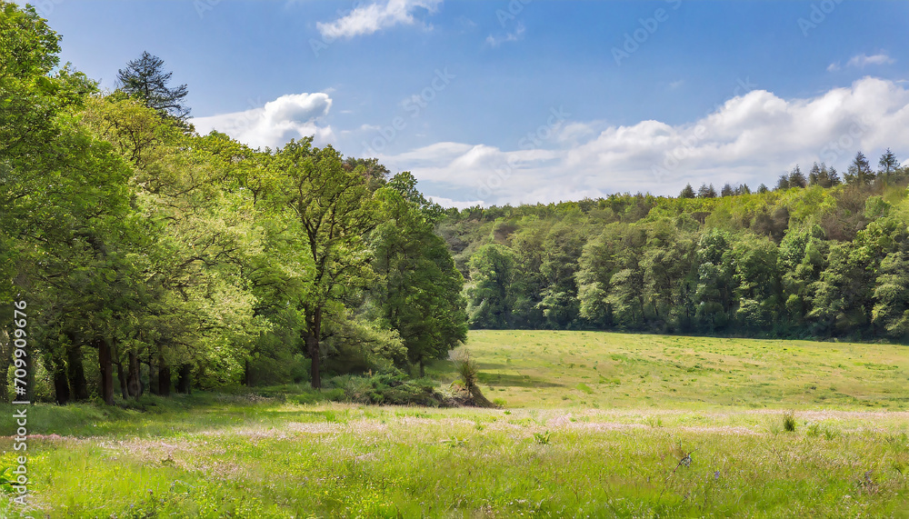 Woodlands on a pasture at the exit of the forest Woodlands on a pasture at the exit of the forest
