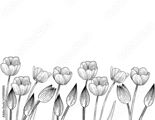 Set of three tulips flower hand drawn sketch for drawing book vector illustration isolated on white background