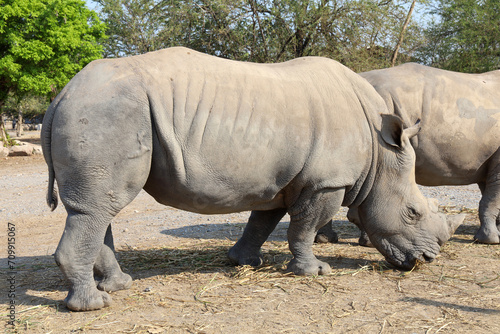 The white rhino is mammal and wildlife in garden