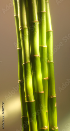 Fototapeta Naklejka Na Ścianę i Meble -  Asia Bambus, Bambus, grüner Bambus, Bund, isoliert, Bündel,