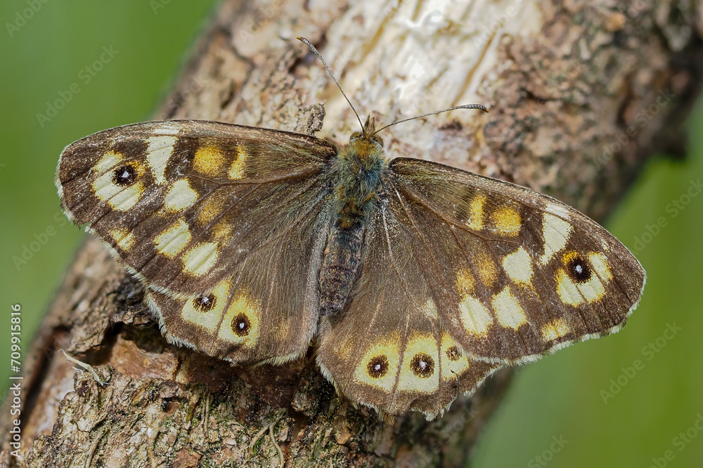 Obraz premium Speckled wood butterfly sitting on a branch