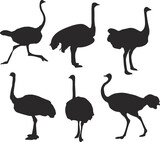 Beautiful Ostrich World's Biggest Birds.