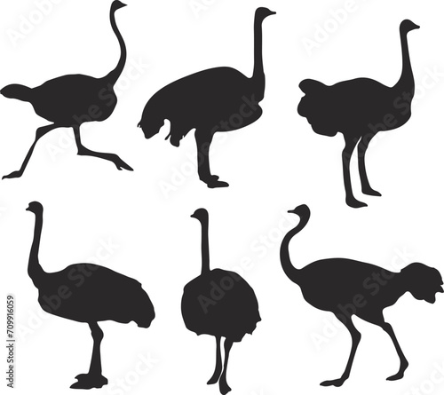 Beautiful Ostrich World's Biggest Birds.