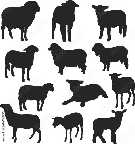 Black Sheep Silhouettes Vector Art.