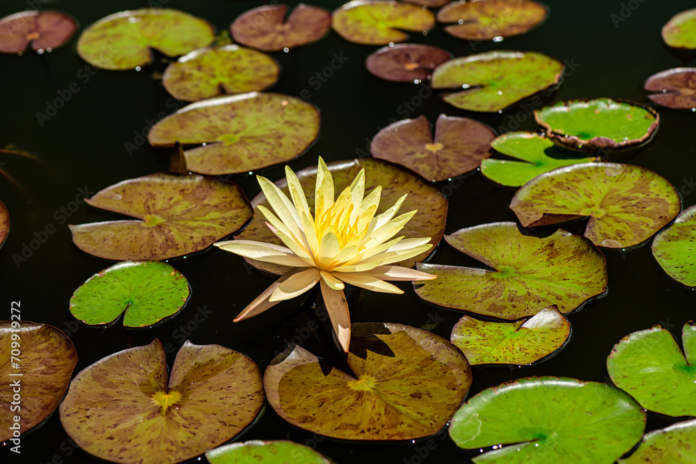 White Yellow Lotus Flower background in the pond White Yellow Lotus Flower background in the pond