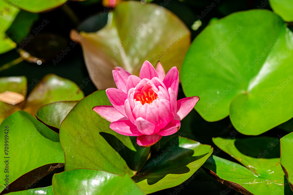 Pink Lotus Flower background in the pond Pink Lotus Flower background in the pond