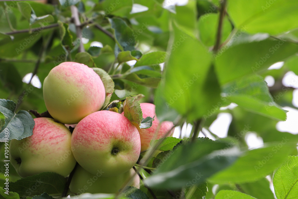ripe apples on the tree in the garden, closeup of photo ripe apples on the tree in the garden, closeup of photo