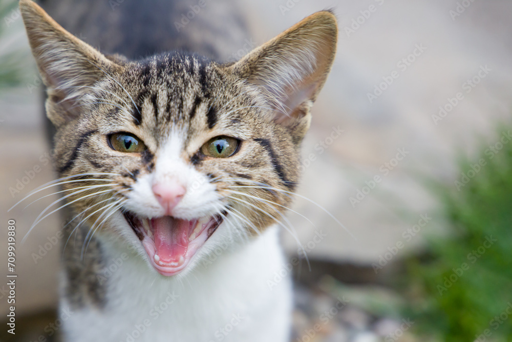 Close up of a tabby cat with open mouth and tongue out