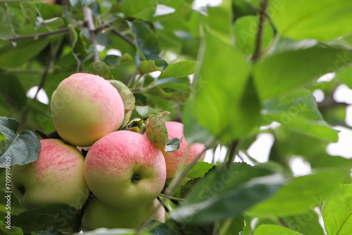 ripe apples on the tree in the garden, closeup of photo