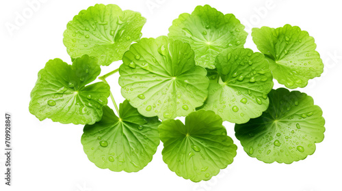 Close centella asiatica leave with rain drop, Isolated on transparent PNG background, Generative ai