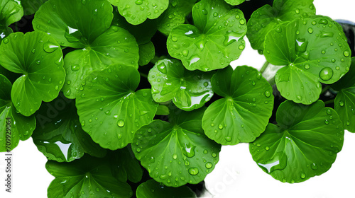 Close centella asiatica leave with rain drop, Isolated on transparent PNG background, Generative ai © anita