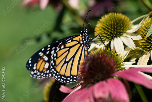 monarch in Echinacea © SarahJeanGreen