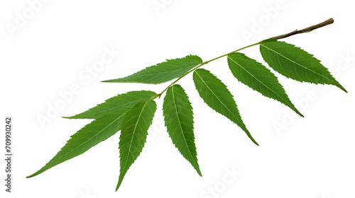 Medicinal neem leaves Azadirachta indica Siamese, Isolated on transparent PNG back, Generative ai photo