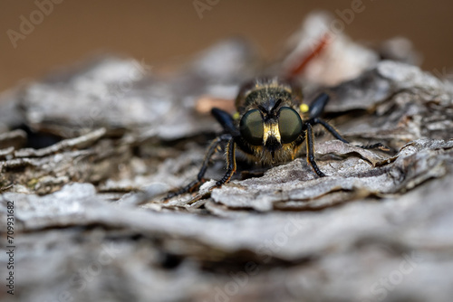 Robber fly sitting on bark watching into the camera