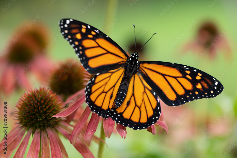 Fototapeta premium monarch on pink Coneflower