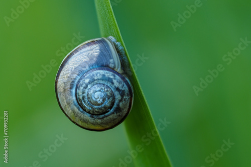 Snail on a blade of grass
