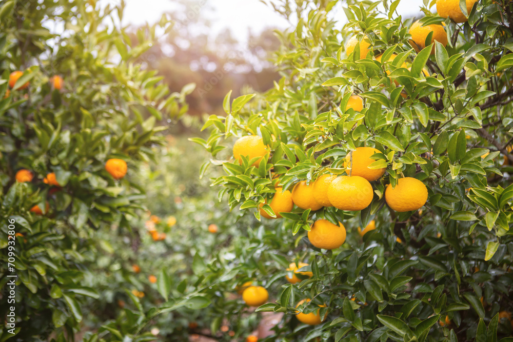 Fresh yellow tangerines on a tree in the tangerine farm at Seogwipo-si, Jeju-do Island, South Korea