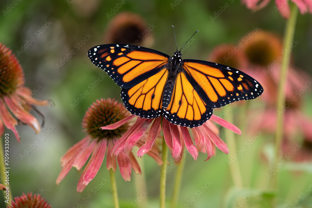 monarch on pink Coneflower monarch on pink Coneflower
