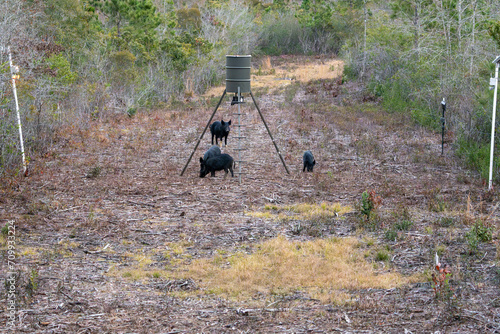 Wild Feral Hogs foraging at a game  corn feeder at dusk. Wild hogs are an invasive species causing damage to property and other animals in Southeastern Texas, deer feeder, corn feeder photo