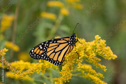 monarch butterfly on goldenrod