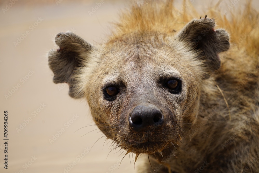 african wildlife, hyena in puddle african wildlife, hyena in puddle