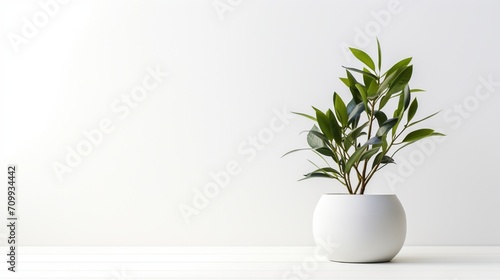 a potted plant in a stylish vase against a flawless white background, captured in high definition. photo