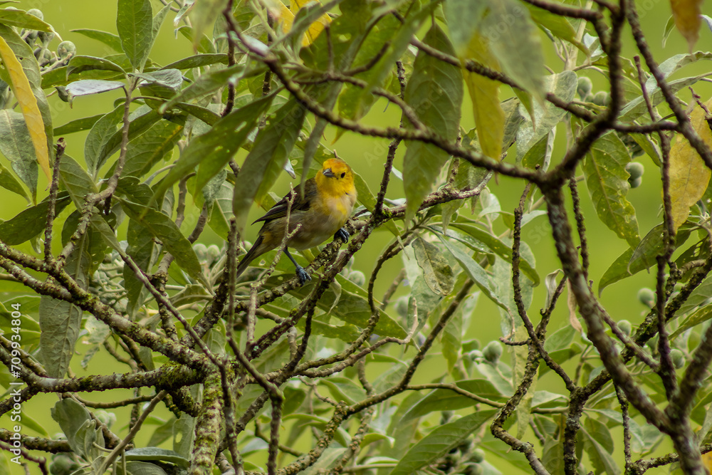 A pretty yellow female western tanager perched on a tree, Minas Gerais, Brasil A pretty yellow female western tanager perched on a tree, Minas Gerais, Brasil