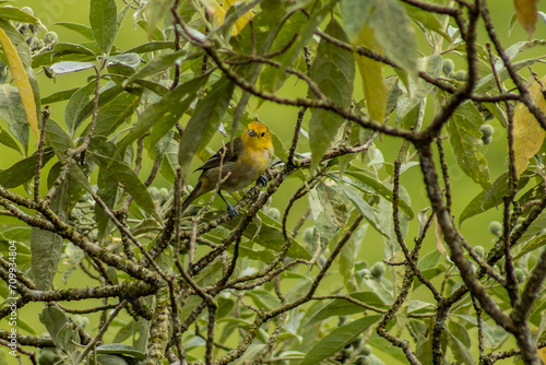 A pretty yellow female western tanager perched on a tree, Minas Gerais, Brasil