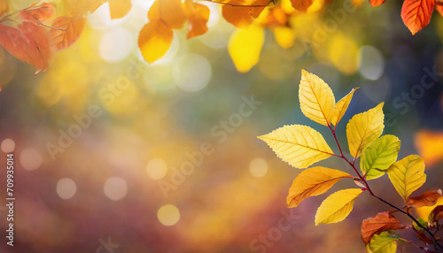 bright autumn colored fall leaf branch on blurred abstract background in sunny idyll, beautiful nature scene background banner with space for text or product presentation © yahan balch