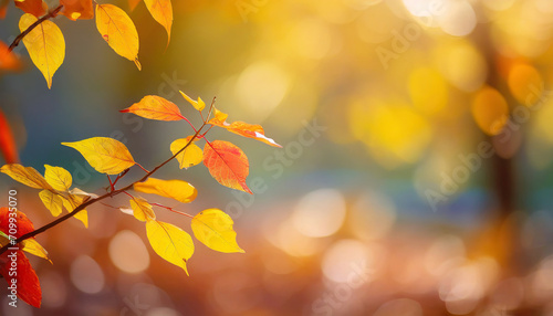bright autumn colored fall leaf branch on blurred abstract background in sunny idyll  beautiful nature scene background banner with space for text or product presentation