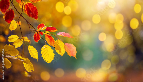 bright autumn colored fall leaf branch on blurred abstract background in sunny idyll  beautiful nature scene background banner with space for text or product presentation