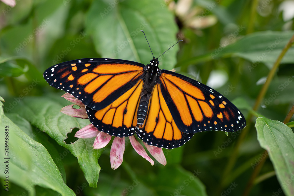 Naklejka premium monarch butterfly on flower