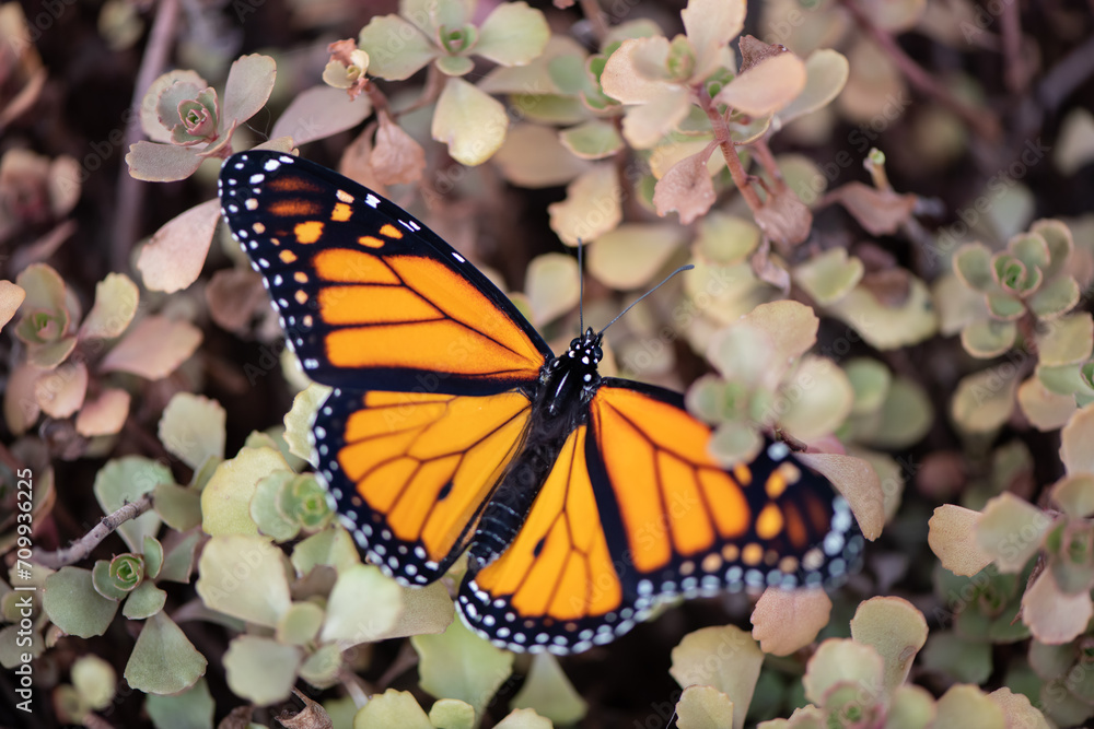 Fototapeta premium monarch butterfly on flower