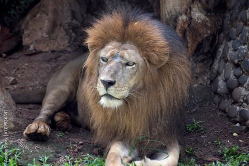 close photo of a African lion