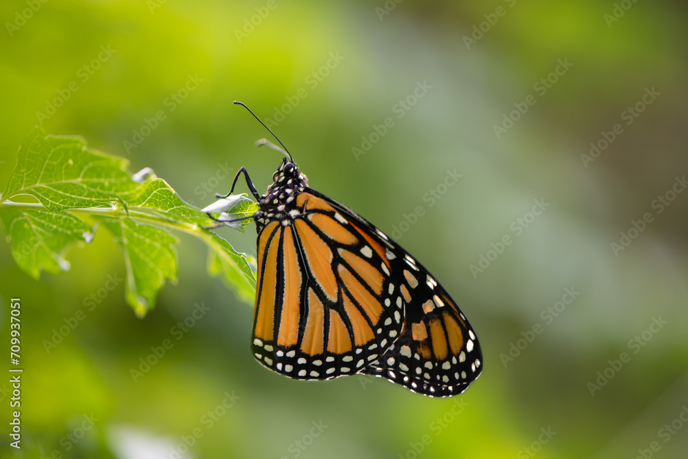 Fototapeta premium butterfly on leaf