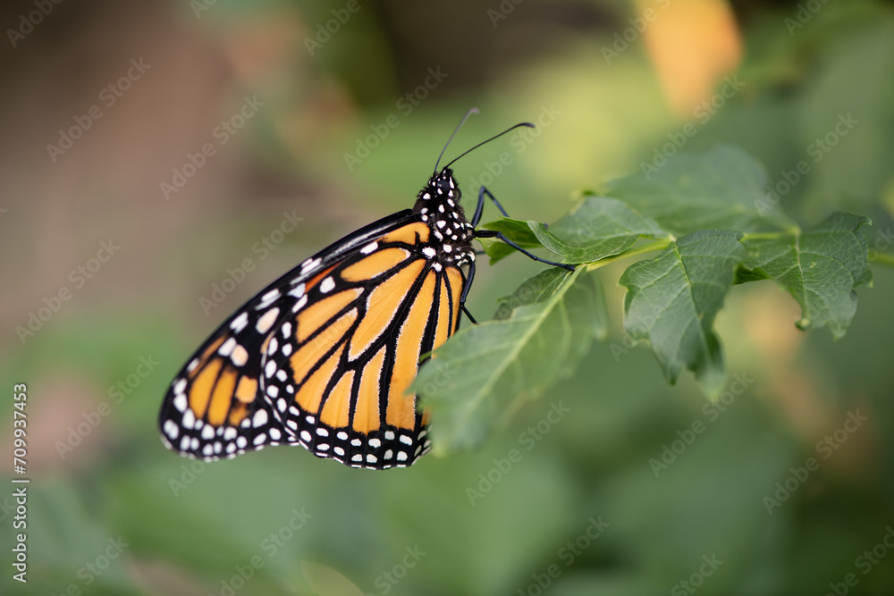 butterfly on leaf butterfly on leaf