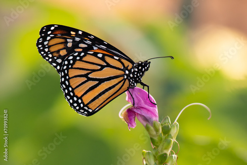 monarch butterfly on a pink flower